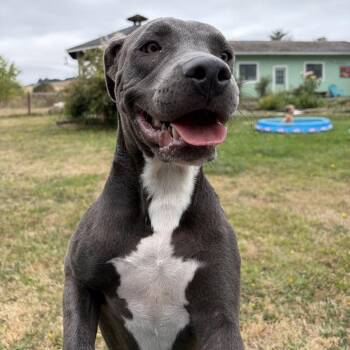 Alina -  Pit Bull Terrier Dog for Adoption in Newberg, Oregon - Alina | PetCurious