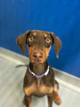 LEIA -  Doberman Pinscher and Mixed Breed Dog for Adoption in Visalia, California - LEIA | PetCurious