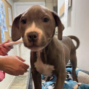 Pit Bull Terrier Dogs Available for Adoption - Jamie | PetCurious