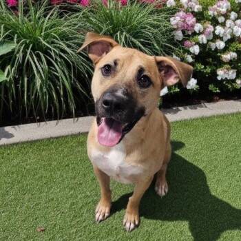 DEXTER -  Black Mouth Cur and Mixed Breed Dog for Adoption - DEXTER | PetCurious