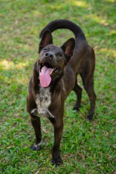 Retriever and Mixed Breed Dogs Available for Adoption in North Reading, Massachusetts - Melusine | PetCurious