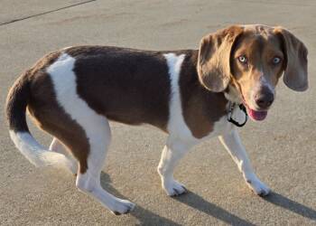 Beagle Dogs Available for Adoption in Sandusky, Ohio - Rosco | PetCurious