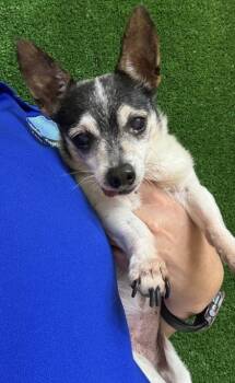 Elvira -  Parson Russell Terrier and Mixed Breed Dog for Adoption in Gainesville, Florida - Elvira | PetCurious