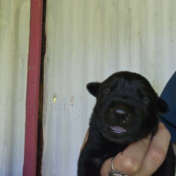 Rescue Black Labrador Retriever and Catahoula Leopard Dog Dogs for Adoption in Kilauea, Hawaii - Orion | PetCurious