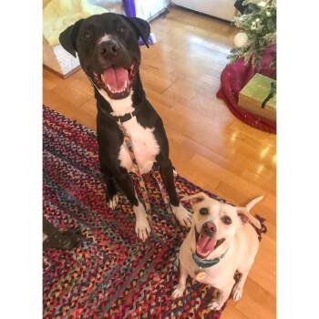 Pierre -  Labrador Retriever and Mixed Breed Dog for Adoption in Austin, Texas - Pierre | PetCurious