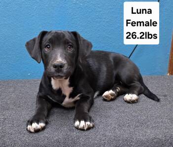 Labrador Retriever Dogs Available for Adoption - Puppies - Girls | PetCurious