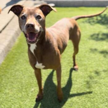 German Shorthaired Pointer and Mixed Breed Dogs Available for Adoption in Vancouver, Washington - CINDER | PetCurious
