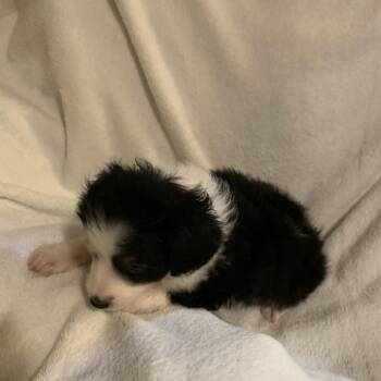 Cilantro -  Black Labrador Retriever and Australian Shepherd Dog for Adoption in Springboro, Ohio - Cilantro | PetCurious