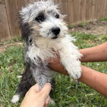 Shih Tzu Dogs Available for Adoption - Cranberry | PetCurious