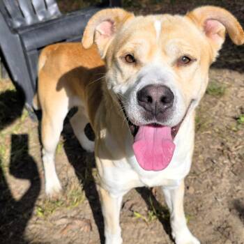 Forest -  Labrador Retriever Dog for Adoption in Michigan City, Indiana - Forest | PetCurious