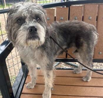 CHERI -  Cairn Terrier and Mixed Breed Dog for Adoption in Tustin, California - CHERI | PetCurious