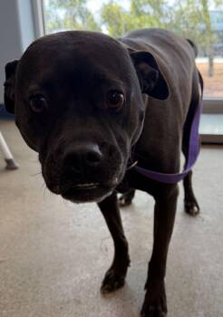 Labrador Retriever and American Staffordshire Terrier Dogs Available for Adoption in Kingman, Arizona - Lucy | PetCurious