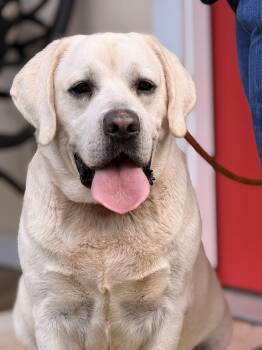 Daisy -  Yellow Labrador Retriever Dog for Adoption in Meherrin, Virginia - Daisy | PetCurious