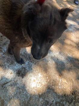 Chow Chow Dogs Available for Adoption in Dallas, Texas - CAPONE | PetCurious