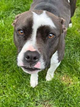 Pit Bull Terrier Dogs Available for Adoption in Boise, Idaho - Stella | PetCurious
