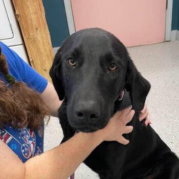 Grimm -  Mixed Breed Dog for Adoption in Huntsville, Arkansas - Grimm | PetCurious