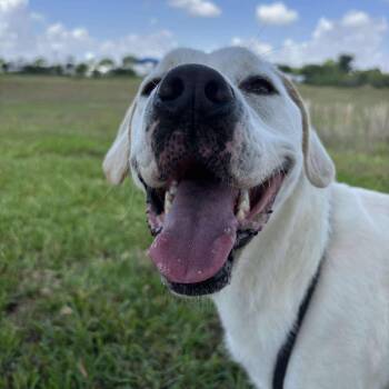 Darla -  Labrador Retriever Dog for Adoption in Pearland, Texas - Darla | PetCurious