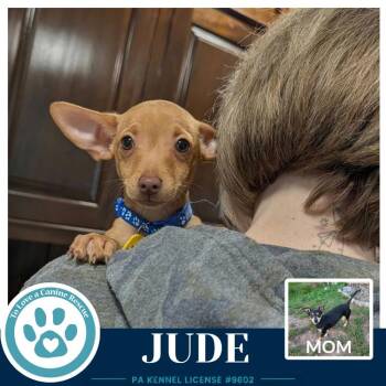 Jude (Scooters Skittles) 100326 -  Chihuahua and Dachshund Dog for Adoption in Kimberton, Pennsylvania - Jude (Scooters Skittles) 100326 | PetCurious
