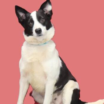 Mamie -  Border Collie Dog for Adoption in Kittanning, Pennsylvania - Mamie | PetCurious
