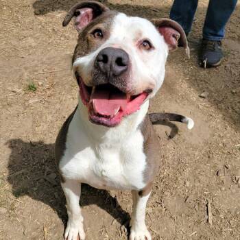 Papa John -  Pit Bull Terrier Dog for Adoption in Michigan City, Indiana - Papa John | PetCurious