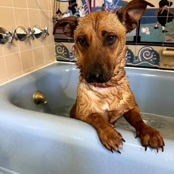 Dachshund Dogs Available for Adoption - Helen Hoagie - Is Great With Dogs Cats And Kids | PetCurious