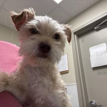 Lisa -  Cairn Terrier and Mixed Breed Dog for Adoption in Tulsa, Oklahoma - Lisa | PetCurious