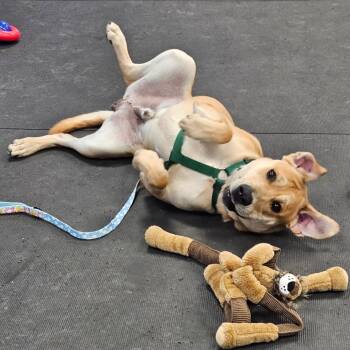 Mixed Breed Dogs Available for Adoption - Sherman | PetCurious