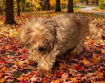 Raymond/61966072 -  Shih Tzu Dog for Adoption in Elko, Nevada - Raymond/61966072 | PetCurious