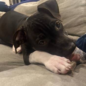 Rescue American Staffordshire Terrier and Black Labrador Retriever Dogs for Adoption in Ferndale, Michigan - Pablo | PetCurious