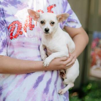 Smiley -  Chihuahua Dog for Adoption in Chester Springs, Pennsylvania - Smiley | PetCurious