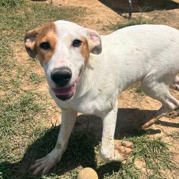 Foster Jack -  Terrier Dog for Adoption in Oswego, Illinois - Foster Jack | PetCurious