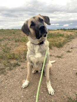 Anatolian Shepherd and Mixed Breed Dogs Available for Adoption in Gillette, Wyoming - Ace | PetCurious