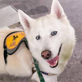 Loki -  Siberian Husky Dog for Adoption in Des Moines, Iowa - Loki | PetCurious