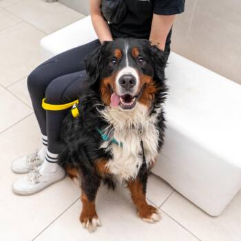 Bernese Mountain Dog Dogs Available for Adoption in New York, New York - Enzo | PetCurious