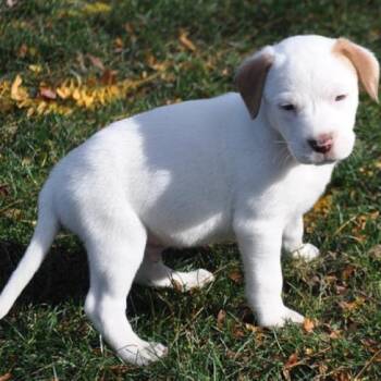 Santa Flash -  Pointer and Australian Shepherd Dog for Adoption in Northbrook, Illinois - Santa Flash | PetCurious