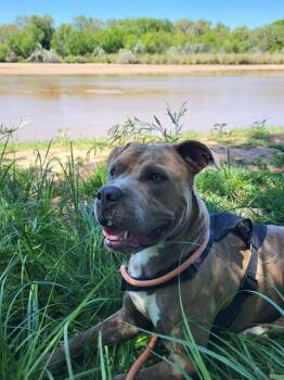 DBOW -  Pit Bull Terrier and Mixed Breed Dog for Adoption in Albuquerque, New Mexico - DBOW | PetCurious