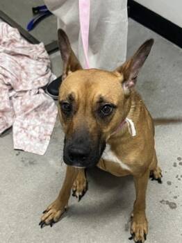Rescue Mixed Breed Dogs for Adoption in West Chester, Pennsylvania - Kanga | PetCurious
