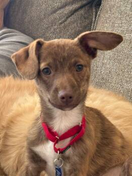 Brayden -  Chihuahua Dog Available for Adoption in De Pere, Wisconsin - Brayden | PetCurious