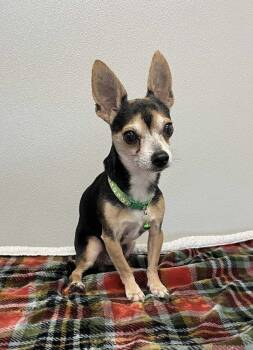 Rescue Chihuahua Dogs for Adoption in Osgood, Indiana - Teardrop | PetCurious