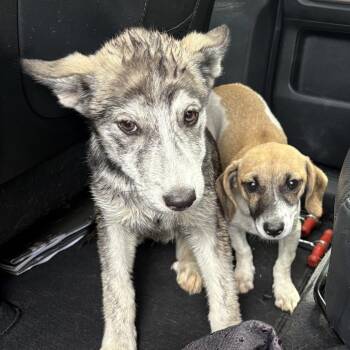 Shepherd and Labrador Retriever Dogs Available for Adoption in San Antonio, Texas - Sierra | PetCurious