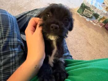 Fin -  Chihuahua and Schnauzer Dog for Adoption in Berlin, New Jersey - Fin | PetCurious