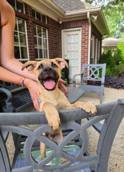 Tawny Butterfly Sweet Happy Boy -  German Shepherd Dog and Black Mouth Cur Dog for Adoption in Friendswood, Texas - Tawny Butterfly Sweet Happy Boy | PetCurious