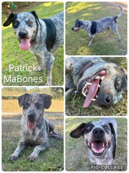 Patrick MaBones -  Australian Cattle Dog Blue Heeler Dog for Adoption in Enterprise, Alabama - Patrick MaBones | PetCurious