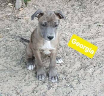 Rescue Pit Bull Terrier Dogs for Adoption in Gig Harbor, Washington - Georgia | PetCurious