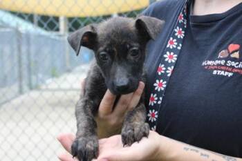 Kale -  Mixed Breed Dog for Adoption in Brunswick, Georgia - Kale | PetCurious