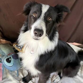 Stetson -  Border Collie Dog for Adoption in Larkfield-wikiup, California - Stetson | PetCurious