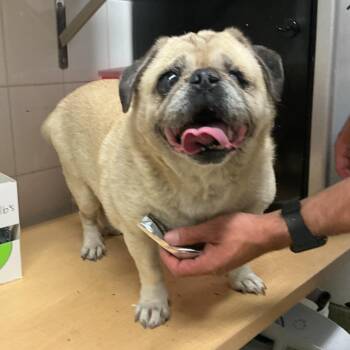 Morgan -  Pug Dog for Adoption in San Gabriel, California - Morgan | PetCurious