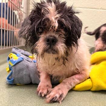 Biscuit -  Shih Tzu Dog for Adoption in West Palm Beach, Florida - Biscuit | PetCurious