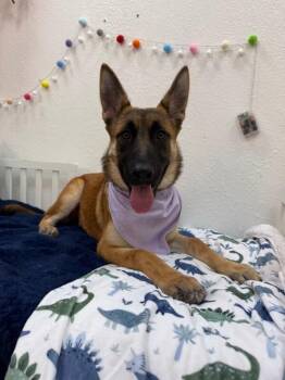 Belgian Shepherd Malinois and German Shepherd Dog Dogs Available for Adoption in Friendswood, Texas - Jade Playtime Princess | PetCurious
