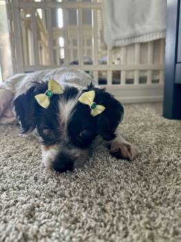 Maggie -  Shih Tzu Dog for Adoption in Choctaw, Oklahoma - Maggie | PetCurious
